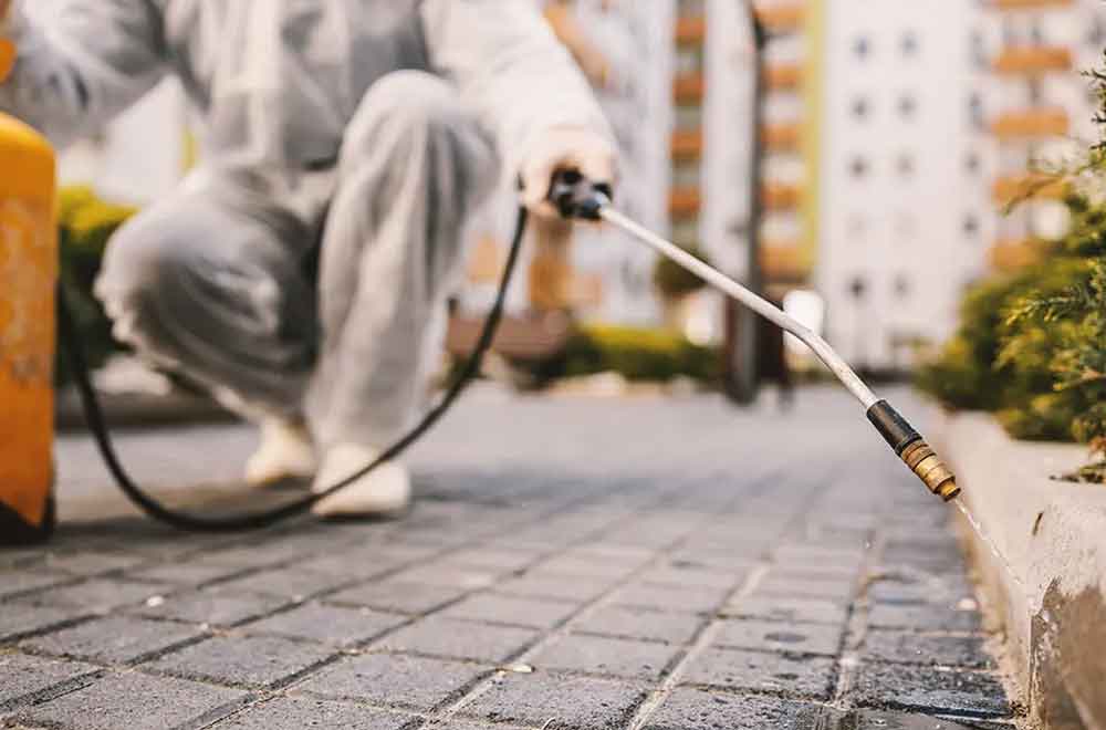 disinfestazione e derattizzazione milano disinfestazione e derattizzazione milano