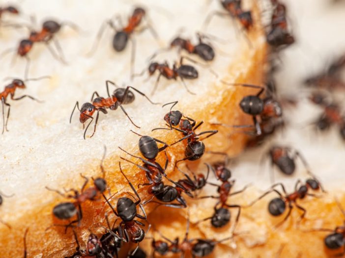 disinfestazione formiche a Millano